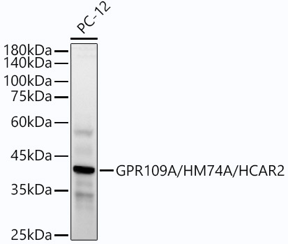 Western blot analysis of lysates from PC-12 cells, using GPR109A/HM74A/HCAR2 Rabbit mAb at1:2000 dilution.|Secondary antibody: HRP-conjugated Goat anti-Rabbit IgG (H+L) at 1:10000 dilution.|Lysates/proteins: 25μg per lane.|Blocking buffer: 3% nonfat dry milk in TBST.|Detection: ECL Enhanced Kit.|Exposure time: 180s.