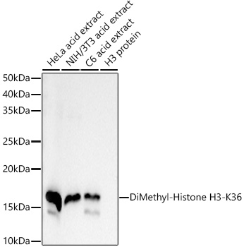 Western blot analysis of various lysates, using DiMethyl-Histone H3-K36 Rabbit mAb at 1:2000 dilution.|Secondary antibody: HRP-conjugated Goat anti-Rabbit IgG (H+L) at 1:10000 dilution.|Lysates/proteins: 25μg per lane.|Blocking buffer: 3% nonfat dry milk in TBST.|Detection: ECL Enhanced Kit.|Exposure time: 90s.