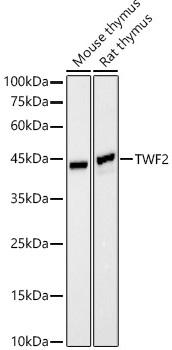 Western blot analysis of various lysates using TWF2 Rabbit mAb at  1:20000 dilution incubated overnight at 4℃.|Secondary antibody: HRP-conjugated Goat anti-Rabbit IgG (H+L) at 1:10000 dilution.|Lysates/proteins: 25 μg per lane.|Blocking buffer: 3% nonfat dry milk in TBST.|Detection: ECL Basic Kit.|Exposure time: 180 s.