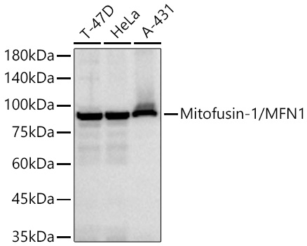Western blot analysis of various lysates using Mitofusin-1/MFN1 Rabbit mAb at 1:1000 dilution incubated overnight at 4℃.|Secondary antibody: HRP-conjugated Goat anti-Rabbit IgG (H+L) at 1:10000 dilution.|Lysates/proteins: 25 μg per lane.|Blocking buffer: 3% nonfat dry milk in TBST.|Detection: ECL Basic Kit.|Exposure time: 30s.