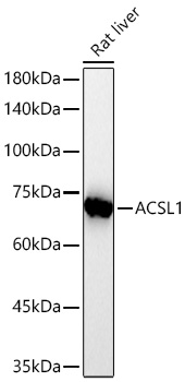 Western blot analysis of lysates from Rat liver using ACSL1 Rabbit mAb at 1:9000 dilution incubated overnight at 4℃.|Secondary antibody: HRP-conjugated Goat anti-Rabbit IgG (H+L) at 1:10000 dilution.|Lysates/proteins: 25 μg per lane.|Blocking buffer: 3% nonfat dry milk in TBST.|Detection: ECL Basic Kit.|Exposure time: 90s.
