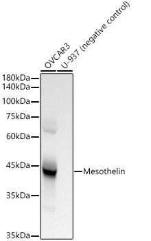 Western blot analysis of lysates from OVCAR3, using Mesothelin Rabbit mAb at  1:3000 dilution.|Secondary antibody: HRP-conjugated Goat anti-Rabbit IgG (H+L) at 1:10000 dilution.|Lysates/proteins: 25μg per lane.|Blocking buffer: 3% nonfat dry milk in TBST.|Detection: ECL Basic Kit.|Exposure time: 10s.