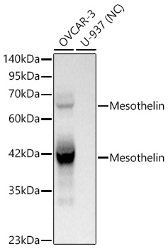 Western blot analysis of lysates from OVCAR3 cell, using Mesothelin Rabbit mAb at1:2000 dilution.|Secondary antibody: HRP-conjugated Goat anti-Rabbit IgG (H+L) at 1:10000 dilution.|Lysates/proteins: 25μg per lane.|Blocking buffer: 3% nonfat dry milk in TBST.|Detection: ECL Basic Kit.|Exposure time: 0.1s.