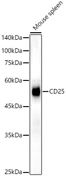 Western blot analysis of lysates from Mouse spleen, using CD25 Rabbit mAb at 1:1000 dilution.|Secondary antibody: HRP-conjugated Goat anti-Rabbit IgG (H+L) at 1:10000 dilution.|Lysates/proteins: 25μg per lane.|Blocking buffer: 3% nonfat dry milk in TBST.|Detection: ECL Basic Kit.|Exposure time: 180s.