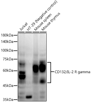 Western blot analysis of various lysates using CD132/IL-2 R gamma Rabbit mAb at1:2000 dilution.|Secondary antibody: HRP-conjugated Goat anti-Rabbit IgG (H+L) at 1:10000 dilution.|Lysates/proteins: 25μg per lane.|Blocking buffer: 3% nonfat dry milk in TBST.|Detection: ECL Enhanced Kit.|Exposure time: 60s.