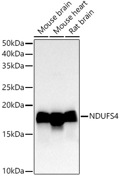 Western blot analysis of various lysates using NDUFS4 Rabbit mAb at1:20000 dilution.|Secondary antibody: HRP-conjugated Goat anti-Rabbit IgG (H+L) at 1:10000 dilution.|Lysates/proteins: 25μg per lane.|Blocking buffer: 3% nonfat dry milk in TBST.|Detection: ECL Basic Kit.|Exposure time: 30s.