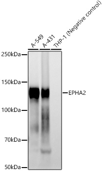 Western blot analysis of various lysates, using EPHA2 Rabbit mAb at 1:1000 dilution.|Secondary antibody: HRP-conjugated Goat anti-Rabbit IgG (H+L) at 1:10000 dilution.|Lysates/proteins: 25μg per lane.|Blocking buffer: 3% nonfat dry milk in TBST.|Detection: ECL Basic Kit.|Exposure time: 90s.