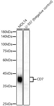 Western blot analysis of various lysates, using CD7 at 1:20000 dilution.|Secondary antibody: HRP-conjugated Goat anti-Rabbit IgG (H+L) at 1:10000 dilution.|Lysates/proteins: 25 μg per lane.|Blocking buffer: 3% nonfat dry milk in TBST.|Detection: ECL Basic Kit.|Negative control (NC): U-937.|Exposure time: 180 s.