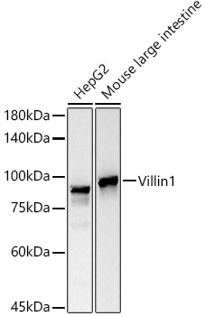 Western blot analysis of various lysates using Villin Rabbit mAb at1:20000 dilution.|Secondary antibody: HRP-conjugated Goat anti-Rabbit IgG (H+L) at 1:10000 dilution.|Lysates/proteins: 25μg per lane.|Blocking buffer: 3% nonfat dry milk in TBST.|Detection: ECL Basic Kit.|Exposure time: 10s.