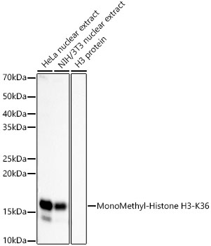Western blot analysis of various lysates, using MonoMethyl-Histone H3-K36 Rabbit mAb at 1:1000 dilution.|Secondary antibody: HRP-conjugated Goat anti-Rabbit IgG (H+L) at 1:10000 dilution.|Lysates/proteins: 25μg per lane.|Blocking buffer: 3% nonfat dry milk in TBST.|Detection: ECL Basic Kit.|Exposure time: 90s.