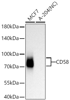 Western blot analysis of various lysates using CD58 Rabbit mAb at 1:100000 dilution incubated overnight at 4℃.|Secondary antibody: HRP-conjugated Goat anti-Rabbit IgG (H+L) at 1:10000 dilution.|Lysates/proteins: 25 μg per lane.|Blocking buffer: 3% nonfat dry milk in TBST.|Detection: ECL Basic Kit.|Negative control (NC): A-204.|Exposure time: 45 s.