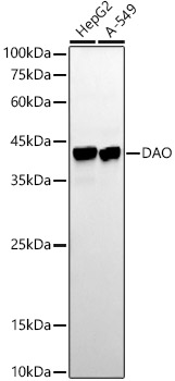 Western blot analysis of various lysates using DAO Rabbit mAb at1:20000 dilution.|Secondary antibody: HRP-conjugated Goat anti-Rabbit IgG (H+L) at 1:10000 dilution.|Lysates/proteins: 25μg per lane.|Blocking buffer: 3% nonfat dry milk in TBST.|Detection: ECL Basic Kit.|Exposure time: 180s.