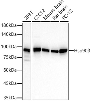 Western blot analysis of various lysates, using Hsp90β Rabbit mAb at 1:20000 dilution.|Secondary antibody: HRP-conjugated Goat anti-Rabbit IgG (H+L) at 1:10000 dilution.|Lysates/proteins: 25μg per lane.|Blocking buffer: 3% nonfat dry milk in TBST.|Detection: ECL Basic Kit.|Exposure time: 30s.