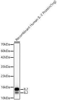 Western blot analysis of Recombinant Human IL2 Protein , using IL2  Rabbit mAb at 1:3000 dilution.|Secondary antibody: HRP-conjugated Goat anti-Rabbit IgG (H+L) at 1:10000 dilution.|Lysates/proteins: 1ng per lane.|Blocking buffer: 3% nonfat dry milk in TBST.|Detection: ECL Basic Kit.|Exposure time: 30s.