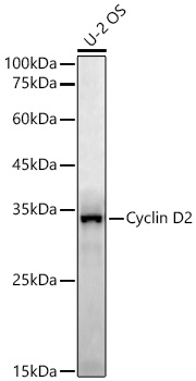 Western blot analysis of lysates from U-2 OS cells using Cyclin D2 Rabbit mAb at 1:7000 dilution .|Secondary antibody: HRP-conjugated Goat anti-Rabbit IgG (H+L) at 1:10000 dilution.|Lysates/proteins:  μg per lane.|Blocking buffer: 3% nonfat dry milk in TBST.|Detection: ECL Enhanced Kit.|Exposure time: 90s(加强).
