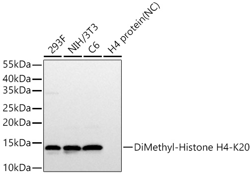 Western blot analysis of various lysates using DiMethyl-Histone H4-K20 Rabbit mAb at 1:2000 dilution incubated at room temperature for 1.5 hours.|Secondary antibody: HRP-conjugated Goat anti-Rabbit IgG (H+L) at 1:10000 dilution.|Lysates/proteins: 25 μg per lane.|Blocking buffer: 3% nonfat dry milk in TBST.|Detection: ECL Basic Kit.|Negative control (NC): H4 protein.|Exposure time: 1 s.