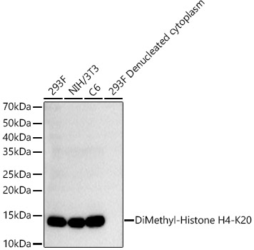 Western blot analysis of various lysates, using DiMethyl-Histone H4-K20 Rabbit mAb at1:1000 dilution.|Secondary antibody: HRP-conjugated Goat anti-Rabbit IgG (H+L) at 1:10000 dilution.|Lysates/proteins: 25μg per lane.|Blocking buffer: 3% nonfat dry milk in TBST.|Detection: ECL Basic Kit.|Exposure time: 15s.
