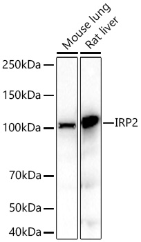 Western blot analysis of various lysates using IRP2 Rabbit mAb at 1:2500 dilution incubated overnight at 4℃.|Secondary antibody: HRP-conjugated Goat anti-Rabbit IgG (H+L) at 1:10000 dilution.|Lysates/proteins: 25 μg per lane.|Blocking buffer: 3% nonfat dry milk in TBST.|Detection: ECL Basic Kit.|Exposure time: 30s.