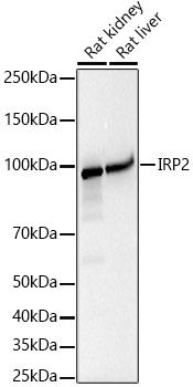 Western blot analysis of various lysates, using IRP2 Rabbit mAb at1:2000 dilution.|Secondary antibody: HRP-conjugated Goat anti-Rabbit IgG (H+L) at 1:10000 dilution.|Lysates/proteins: 25μg per lane.|Blocking buffer: 3% nonfat dry milk in TBST.|Detection: ECL Basic Kit.|Exposure time: 30s.