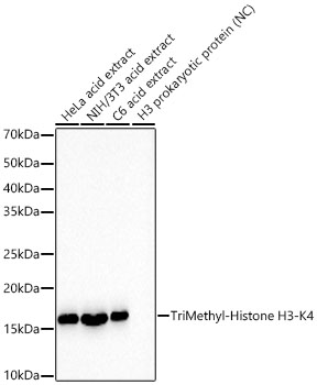 Western blot analysis of various lysates, using TriMethyl-Histone H3-K4 Rabbit mAb at  1:30000 dilution.|Secondary antibody: HRP-conjugated Goat anti-Rabbit IgG (H+L) at 1:10000 dilution.|Lysates/proteins: 25μg per lane.|Blocking buffer: 3% nonfat dry milk in TBST.|Detection: ECL Basic Kit.|Exposure time: 30s.