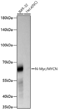 Western blot analysis of various lysates using N-Myc/MYCN Rabbit mAb at 1:1000 dilution incubated at room temperature for 1.5 hours.|Secondary antibody: HRP-conjugated Goat anti-Rabbit IgG (H+L) at 1:10000 dilution.|Lysates/proteins: 25 μg per lane.|Blocking buffer: 3% nonfat dry milk in TBST.|Detection: ECL Basic Kit.|Negative control (NC): HeLa.|Exposure time: 20 s.