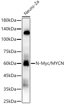 Western blot analysis of lysates from Neuro-2a, cells using N-Myc/MYCN Rabbit mAb at1:1000 dilution.|Secondary antibody: HRP-conjugated Goat anti-Rabbit IgG (H+L) at 1:10000 dilution.|Lysates/proteins: 25μg  per lane.|Blocking buffer: 3% nonfat dry milk in TBST.|Detection: ECL Enhanced Kit.|Exposure time: 180s.