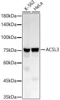 Western blot analysis of various lysates using ACSL3 Rabbit mAb at1:30000 dilution.|Secondary antibody: HRP-conjugated Goat anti-Rabbit IgG (H+L) at 1:10000 dilution.|Lysates/proteins: 25μg per lane.|Blocking buffer: 3% nonfat dry milk in TBST.|Detection: ECL Basic Kit.|Exposure time: 180s.