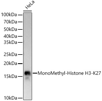 Western blot analysis of lysates from HeLa cells, using MonoMethyl-Histone H3-K27 Rabbit mAb at1:30000 dilution.|Secondary antibody: HRP-conjugated Goat anti-Rabbit IgG (H+L) at 1:10000 dilution.|Lysates/proteins: 25μg per lane.|Blocking buffer: 3% nonfat dry milk in TBST.|Detection: ECL Basic Kit.|Exposure time: 10s.