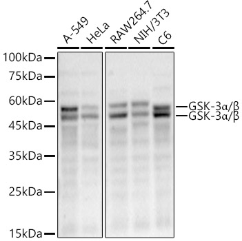 Western blot analysis of various lysates, using GSK-3α/β Rabbit mAb at 1:50000 dilution.|Secondary antibody: HRP-conjugated Goat anti-Rabbit IgG (H+L) at 1:10000 dilution.|Lysates/proteins: 25μg per lane.|Blocking buffer: 3% nonfat dry milk in TBST.|Detection: ECL Enhanced Kit.|Exposure time: 90s.
