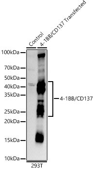 Western blot analysis of lysates from wild type (WT) and 293T cells transfected with 4-1BB/CD137 using 4-1BB/CD137 Rabbit mAb at1:20000 dilution.|Secondary antibody: HRP-conjugated Goat anti-Rabbit IgG (H+L) at 1:10000 dilution.|Lysates/proteins: 25μg per lane.|Blocking buffer: 3% nonfat dry milk in TBST.|Detection: ECL Basic Kit.|Exposure time: 30s.