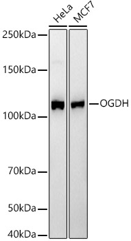 Western blot analysis of various lysates, using OGDH Rabbit mAb at1:2000 dilution.|Secondary antibody: HRP-conjugated Goat anti-Rabbit IgG (H+L) at 1:10000 dilution.|Lysates/proteins: 25μg per lane.|Blocking buffer: 3% nonfat dry milk in TBST.|Detection: ECL Basic Kit.|Exposure time: 20s.