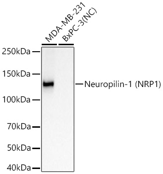 Western blot analysis of various lysates using Neuropilin-1 (NRP1) Rabbit mAb at 1:5000 dilution incubated at room temperature for 1.5 hours.|Secondary antibody: HRP-conjugated Goat anti-Rabbit IgG (H+L) at 1:10000 dilution.|Lysates/proteins: 25 μg per lane.|Blocking buffer: 3% nonfat dry milk in TBST.|Detection: ECL Basic Kit.|Negative control (NC): BxPC-3.|Exposure time: 60 s.