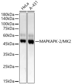 Western blot analysis of various lysates, using MAPKAPK-2/MK2 Rabbit mAb at1:2000 dilution.|Secondary antibody: HRP-conjugated Goat anti-Rabbit IgG (H+L) at 1:10000 dilution.|Lysates/proteins: 25μg per lane.|Blocking buffer: 3% nonfat dry milk in TBST.|Detection: ECL Basic Kit.|Exposure time: 30s.