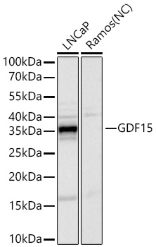 Western blot analysis of various lysates using GDF15 Rabbit mAb at 1:2000 dilution incubated overnight at 4℃.|Secondary antibody: HRP-conjugated Goat anti-Rabbit IgG (H+L) at 1:10000 dilution.|Lysates/proteins: 25 μg per lane.|Blocking buffer: 3% nonfat dry milk in TBST.|Detection: ECL Basic Kit.|Negative control (NC): Ramos|Exposure time: 10s.