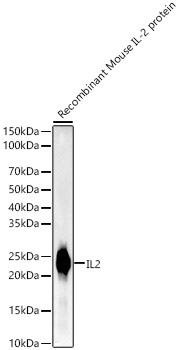 Western blot analysis of Recombinant Mouse IL-2 Protein , using IL2 Rabbit mAb at1:2000 dilution.|Secondary antibody: HRP-conjugated Goat anti-Rabbit IgG (H+L) at 1:10000 dilution.|Lysates/proteins: 10ng per lane.|Blocking buffer: 3% nonfat dry milk in TBST.|Detection: ECL Basic Kit.|Exposure time: 0.2s.