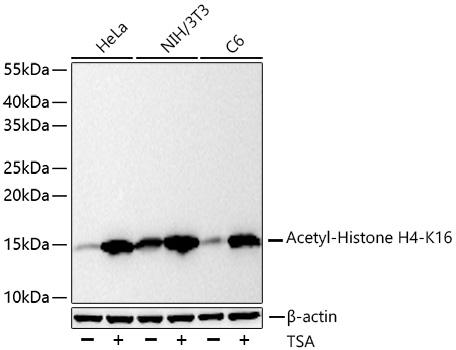 Western blot analysis of various lysates using Acetyl-Histone H4-K16 Rabbit mAb at 1:20000 dilution incubated overnight at 4℃. HeLa cells, NIH/3T3 cells and C6 cells were treated with TSA (1 uM) at 37℃ for 18 hours.|Secondary antibody: HRP-conjugated Goat anti-Rabbit IgG (H+L) at 1:10000 dilution.|Lysates/proteins: 30 μg per lane.|Blocking buffer: 3% nonfat dry milk in TBST.|Detection: ECL Basic Kit.|Exposure time: 10 s.
