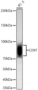 Western blot analysis of lysates from PC-3 cells using CD97 Rabbit mAb at 1:2000 dilution incubated at room temperature for 1.5 hours.|Secondary antibody: HRP-conjugated Goat anti-Rabbit IgG (H+L) at 1:10000 dilution.|Lysates/proteins: 25 μg per lane.|Blocking buffer: 3% nonfat dry milk in TBST.|Detection: ECL Basic Kit.|Exposure time: 90 s.