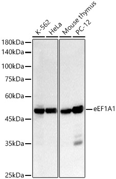Western blot analysis of various lysates, using eEF1A1 Rabbit mAb at 1:2000 dilution.|Secondary antibody: HRP-conjugated Goat anti-Rabbit IgG (H+L) at 1:10000 dilution.|Lysates/proteins: 25μg per lane.|Blocking buffer: 3% nonfat dry milk in TBST.|Detection: ECL Basic Kit.|Exposure time: 0.2s.