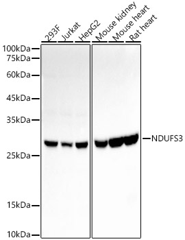 Western blot analysis of various lysates, using NDUFS3 Rabbit mAb at1:2000 dilution.|Secondary antibody: HRP-conjugated Goat anti-Rabbit IgG (H+L) at 1:10000 dilution.|Lysates/proteins: 25μg per lane.|Blocking buffer: 3% nonfat dry milk in TBST.|Detection: ECL Basic Kit.|Exposure time: 3s.