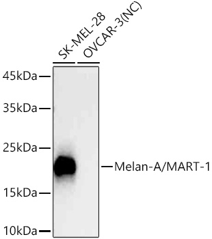 Western blot analysis of various lysates using Melan-A/MART-1 Rabbit mAb at 1:20000 dilution incubated overnight at 4℃.|Secondary antibody: HRP-conjugated Goat anti-Rabbit IgG (H+L) at 1:10000 dilution.|Lysates/proteins: 25 μg per lane.|Blocking buffer: 3% nonfat dry milk in TBST.|Detection: ECL Basic Kit.|Negative control (NC): OVCAR-3|Exposure time: 3s.