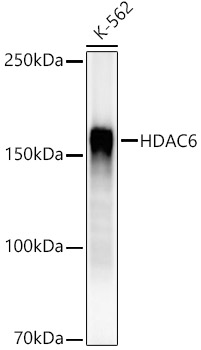Western blot analysis of lysates from K-562 cells, using HDAC6 Rabbit mAb at1:2000 dilution.|Secondary antibody: HRP-conjugated Goat anti-Rabbit IgG (H+L) at 1:10000 dilution.|Lysates/proteins: 25μg  per lane.|Blocking buffer: 3% nonfat dry milk in TBST.|Detection: ECL Enhanced Kit.|Exposure time: 30s.