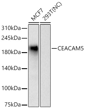 Western blot analysis of various lysates using CEACAM5 Rabbit mAb at 1:12000 dilution incubated overnight at 4℃.|Secondary antibody: HRP-conjugated Goat anti-Rabbit IgG (H+L) at 1:10000 dilution.|Lysates/proteins: 25 μg per lane.|Blocking buffer: 3% nonfat dry milk in TBST.|Detection: ECL Basic Kit.|Negative control (NC): 293T|Exposure time: 180s.