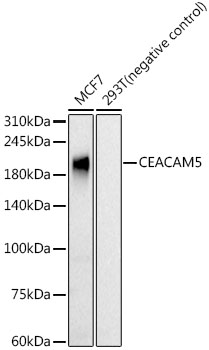 Western blot analysis of various lysates, using CEACAM5 Rabbit mAb at  1:2000 dilution.|Secondary antibody: HRP-conjugated Goat anti-Rabbit IgG (H+L) at 1:10000 dilution.|Lysates/proteins: 25μg per lane.|Blocking buffer: 3% nonfat dry milk in TBST.|Detection: ECL Basic Kit.|Exposure time: 90s.