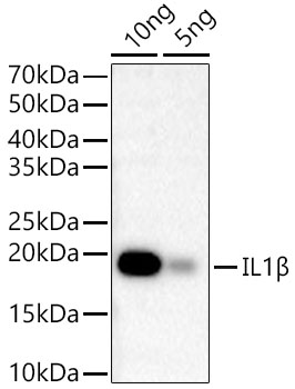 Western blot analysis of Recombinant Mouse IL-1 beta Protein , using IL1β Rabbit mAb at1:2000 dilution.|Secondary antibody: HRP-conjugated Goat anti-Rabbit IgG (H+L) at 1:10000 dilution.|Lysates/proteins: 10ng/5ng per lane.|Blocking buffer: 3% nonfat dry milk in TBST.|Detection: ECL Basic Kit.|Exposure time: 20 s.