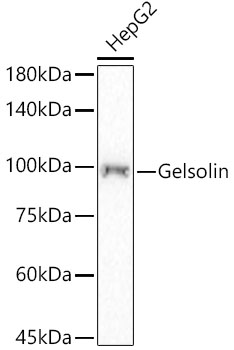 Western blot analysis of lysates from Hep G2 cells, using [KD Validated] Gelsolin Rabbit mAb at1:2000 dilution.|Secondary antibody: HRP-conjugated Goat anti-Rabbit IgG (H+L) at 1:200000 dilution.|Lysates/proteins: 25μg per lane.|Blocking buffer: 3% nonfat dry milk in TBST.|Detection: ECL Basic Kit.|Exposure time: 60s.