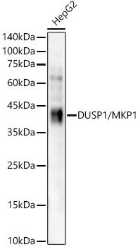 Western blot analysis of lysates from HepG2 cells, using DUSP1/MKP1 Rabbit mAb at1:2000 dilution.|Secondary antibody: HRP-conjugated Goat anti-Rabbit IgG (H+L) at 1:10000 dilution.|Lysates/proteins: 25μg per lane.|Blocking buffer: 3% nonfat dry milk in TBST.|Detection: ECL Enhanced Kit.|Exposure time: 180s.