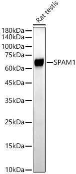 Western blot analysis of lysates from Rat testis, using SPAM1 Rabbit mAb at1:1000 dilution.|Secondary antibody: HRP-conjugated Goat anti-Rabbit IgG (H+L) at 1:10000 dilution.|Lysates/proteins: 25μg per lane.|Blocking buffer: 3% nonfat dry milk in TBST.|Detection: ECL Basic Kit.|Exposure time: 30s.