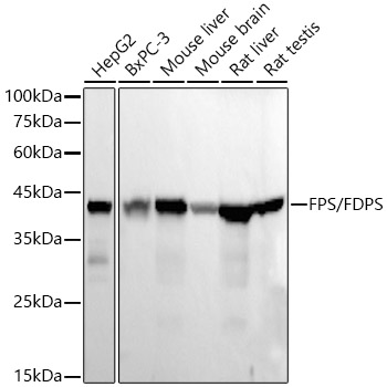 Western blot analysis of various lysates, using FPS/FDPS Rabbit mAb at 1:20000 dilution.|Secondary antibody: HRP-conjugated Goat anti-Rabbit IgG (H+L) at 1:10000 dilution.|Lysates/proteins: 25μg per lane.|Blocking buffer: 3% nonfat dry milk in TBST.|Detection: ECL Basic Kit.|Exposure time: 30s.