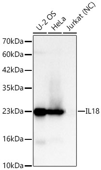 Western blot analysis of various lysates, using IL18 Rabbit mAb at  1:7000 dilution.|Secondary antibody: HRP-conjugated Goat anti-Rabbit IgG (H+L) at 1:10000 dilution.|Lysates/proteins: 25μg per lane.|Blocking buffer: 3% nonfat dry milk in TBST.|Detection: ECL Basic Kit.|Exposure time: 30s.