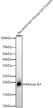 Western blot analysis of various lysates, using IL4 Rabbit mAb at1:2000 dilution.|Secondary antibody: HRP-conjugated Goat anti-Rabbit IgG (H+L) at 1:10000 dilution.|Lysates/proteins: 25μg per lane.|Blocking buffer: 3% nonfat dry milk in TBST.|Detection: ECL Basic Kit.|Exposure time: 10s.